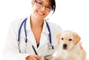 Best and Reliable Services Provided at Veterinary Clinics for Pet Health
