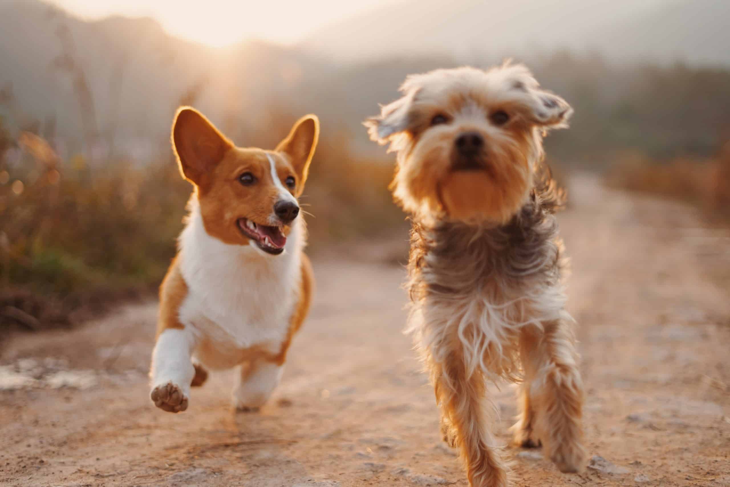 Pet Care Jobs
