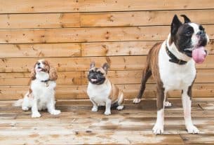 Emergency Pet Hospitals Play a Vital Role