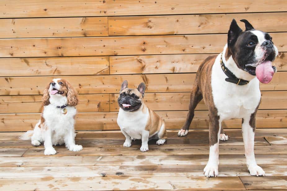 Pet Health
