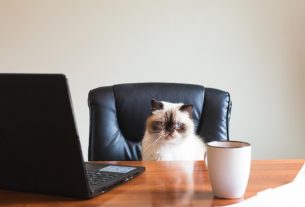 Pets – Marketing For Low Cost Enterprises