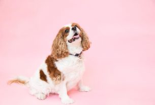 All About Pet Cremation Services