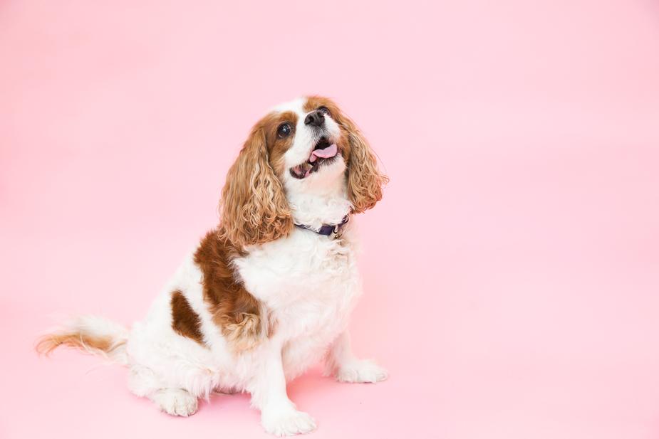 Pet Care Jobs