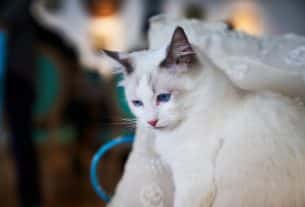 Pet Care-Tips on Preventing Pet Obesity