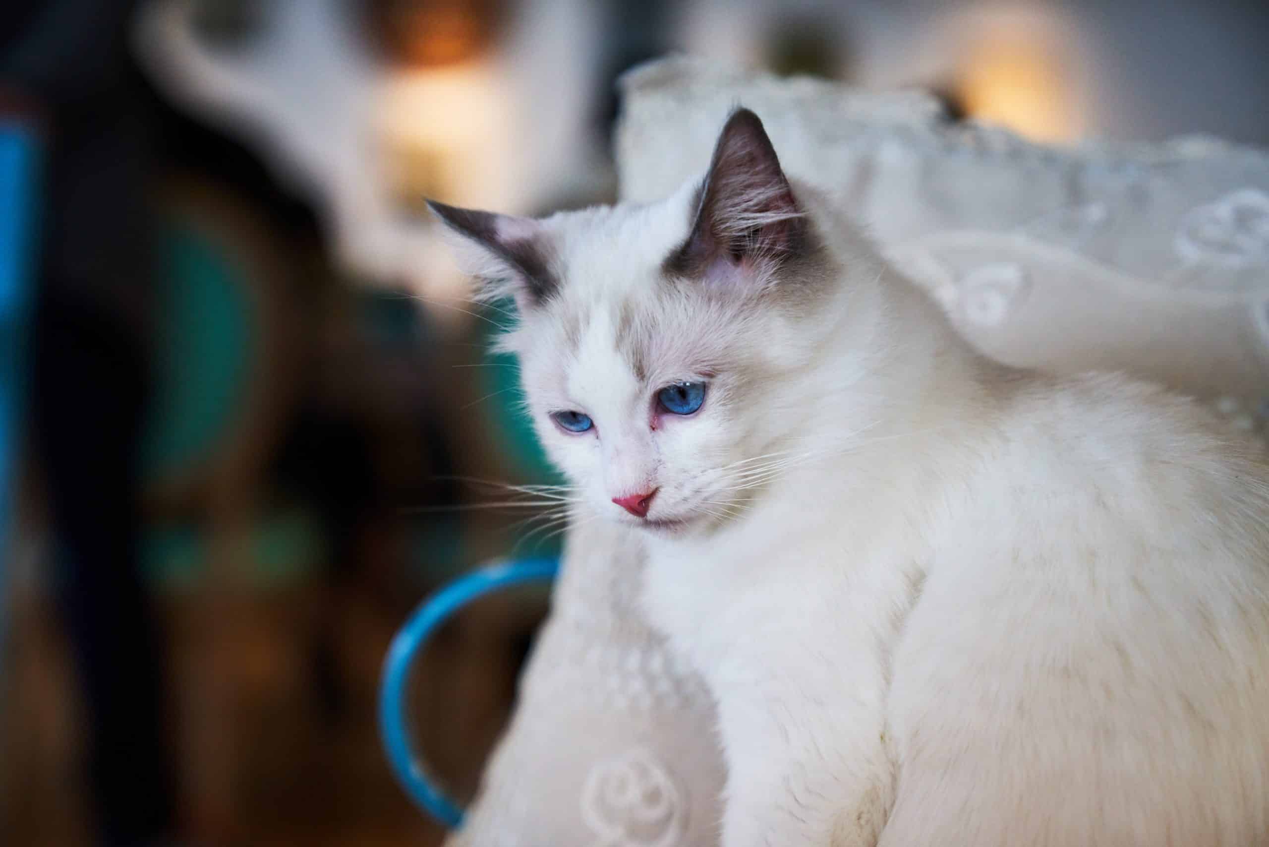 Pet Care Jobs