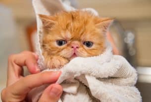What Is An Emergency Pet Hospital?