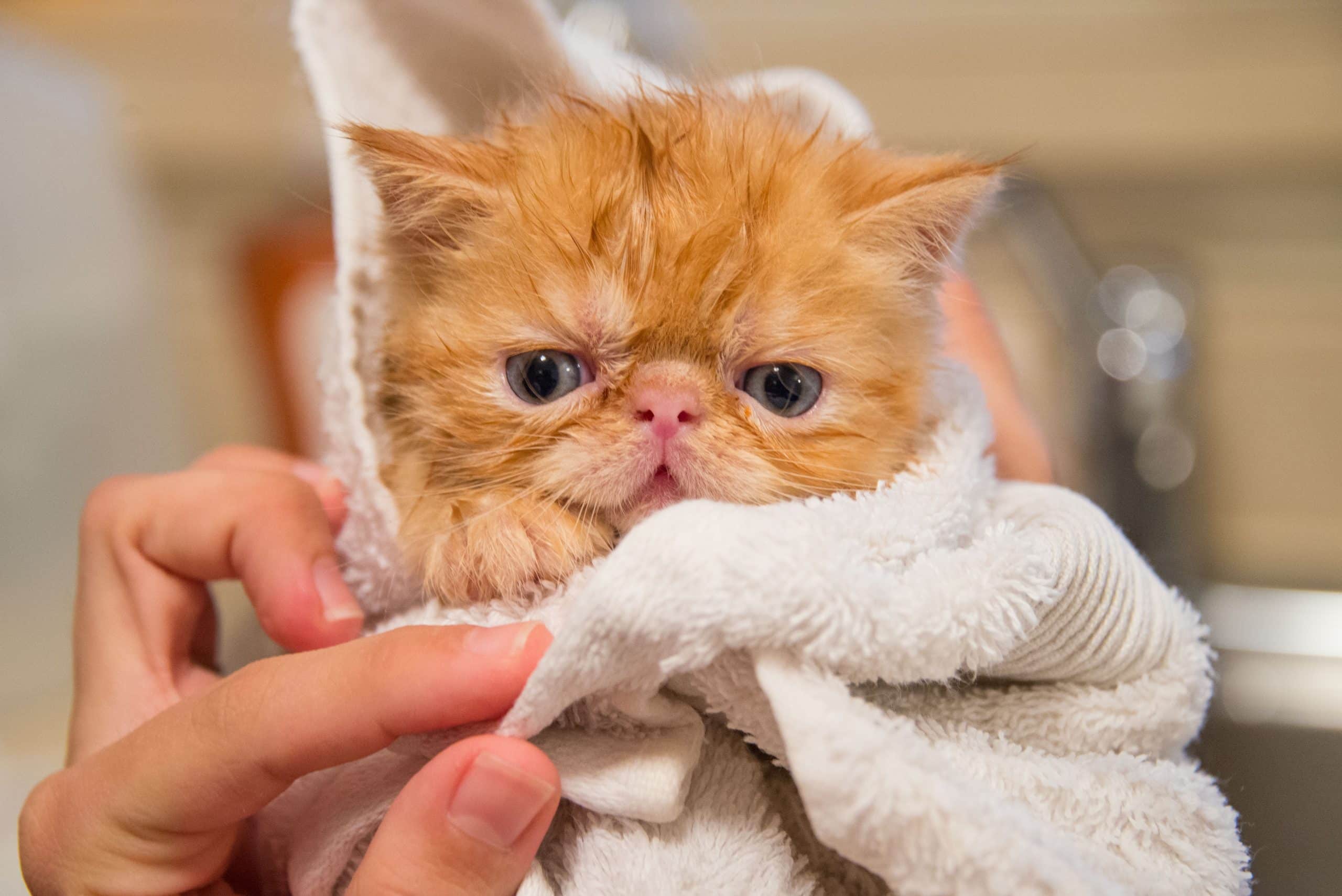 Pet Health