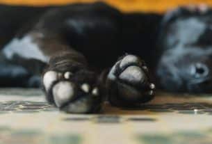 What You Must Know About Pet Cremation Services