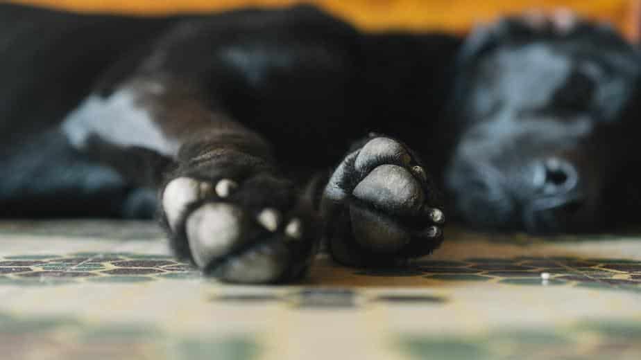 Pet Care Jobs