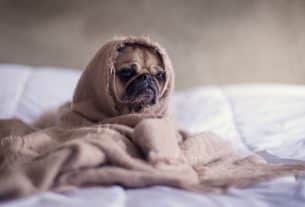 Pet Health Insurance. What is it?