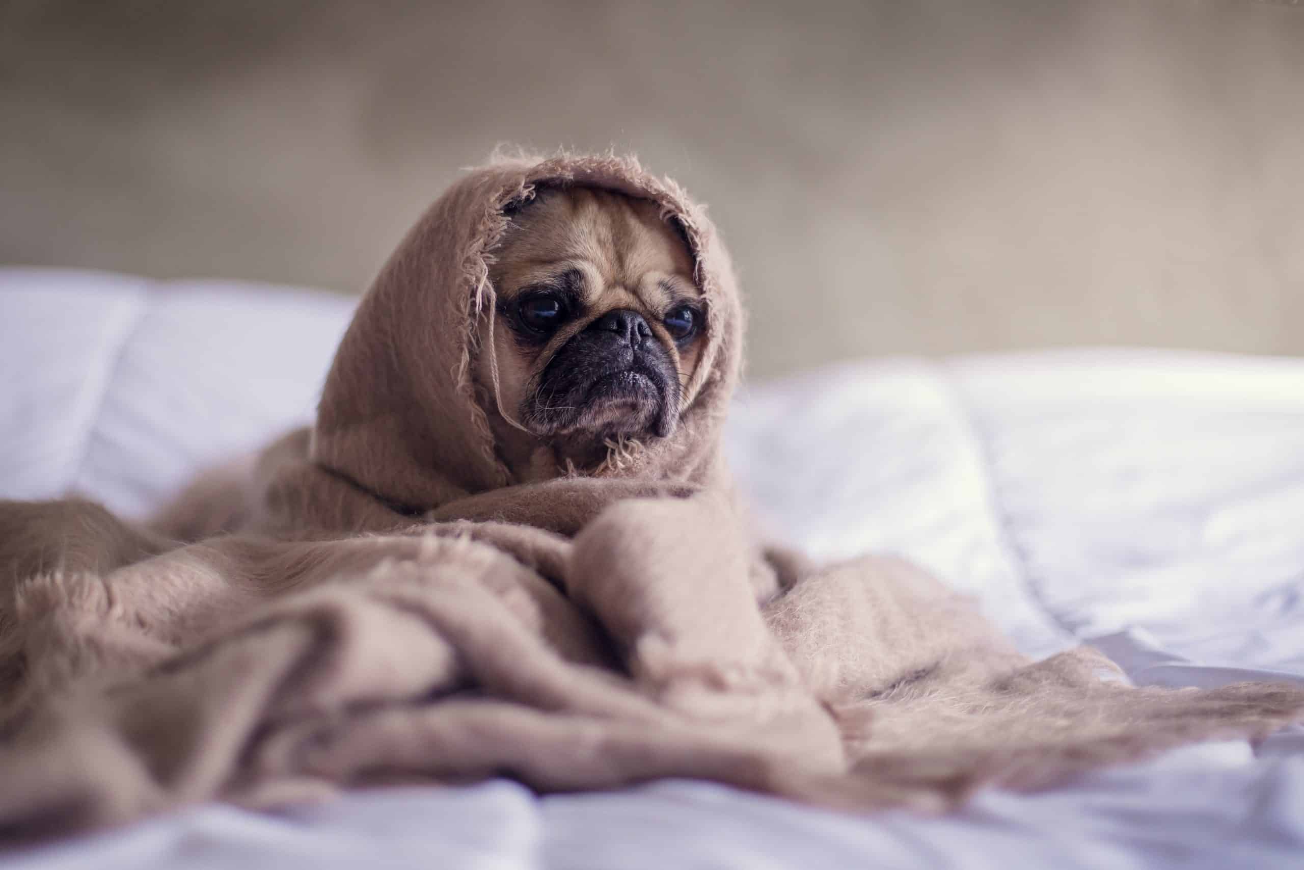 Pet Insurance