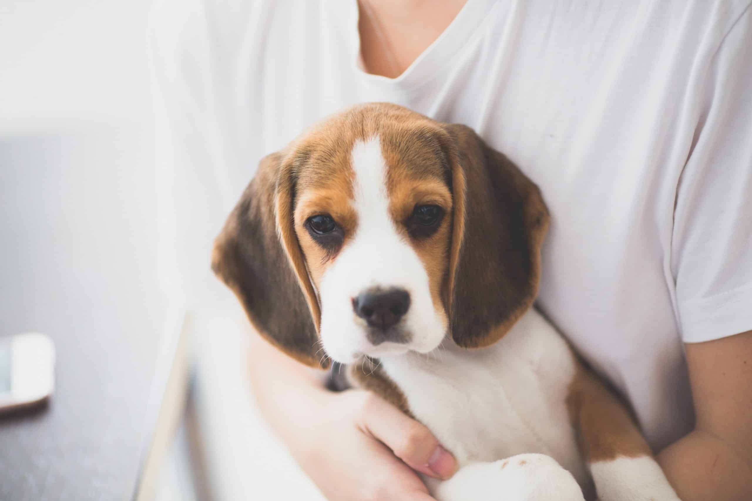 Pet Care Jobs