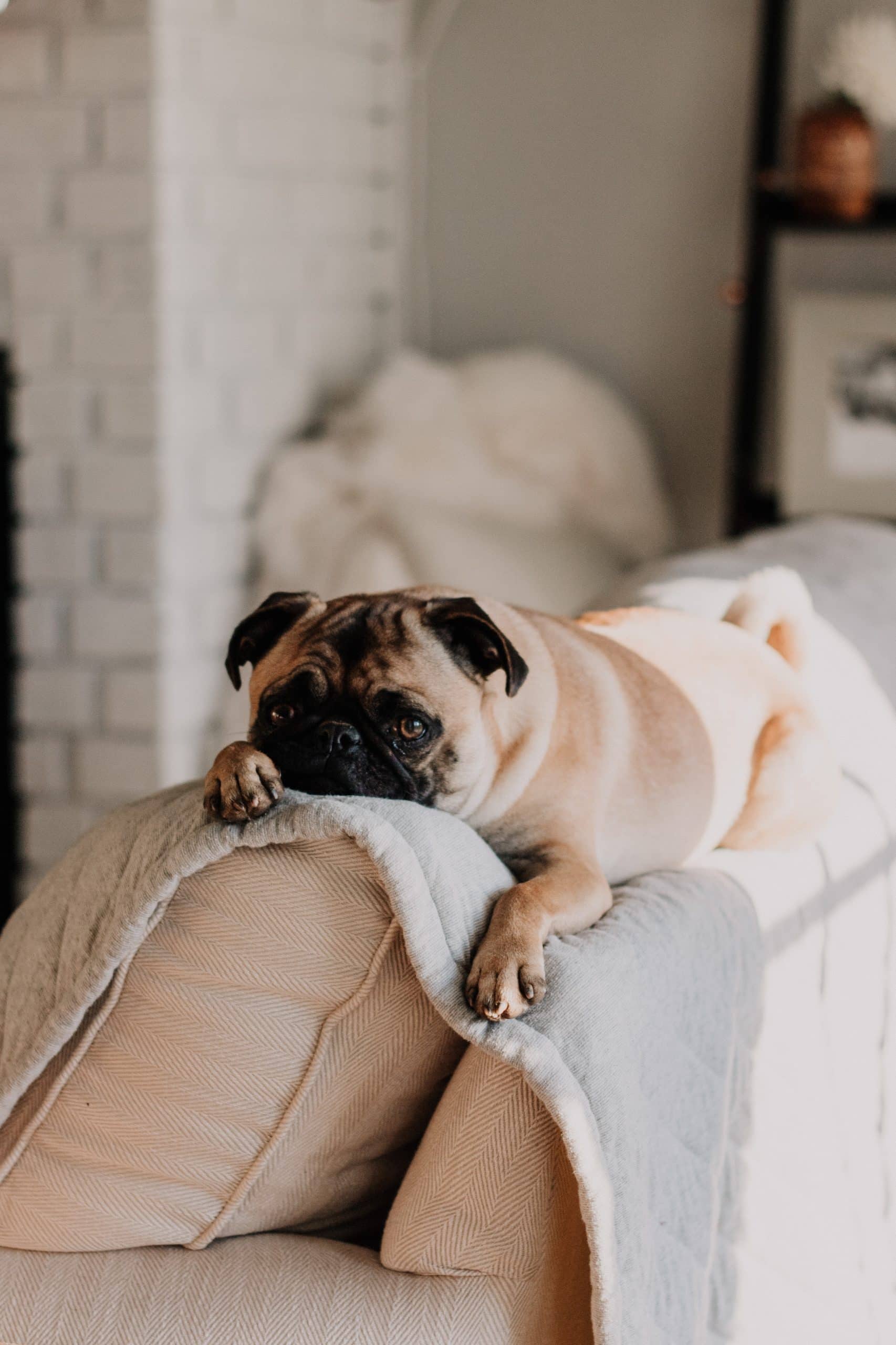 Pet Health